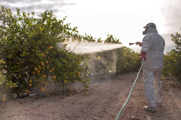 Best Rat Extermination Near Me  in Gig Harbor, WA