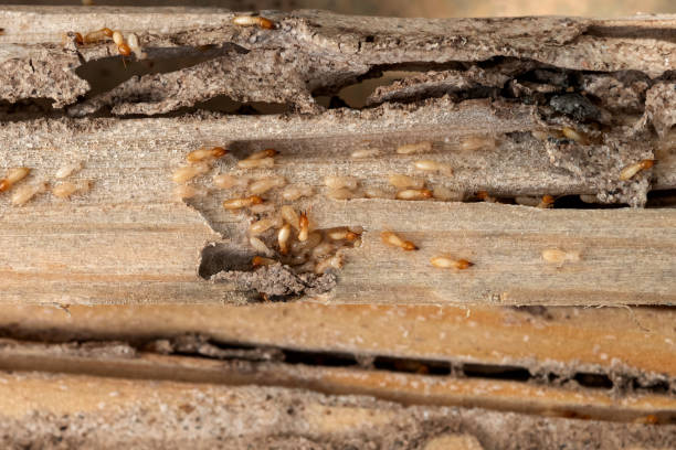 Best Exterminator Services  in Gig Harbor, WA