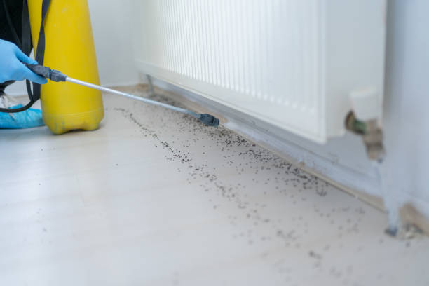 Best Wasp Removal Services  in Gig Harbor, WA