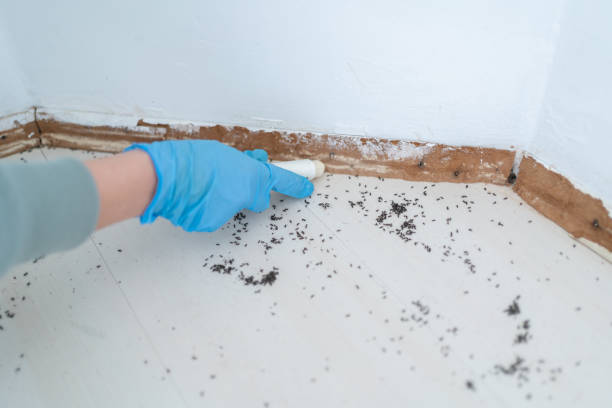 Best Affordable Pest Control Services  in Gig Harbor, WA