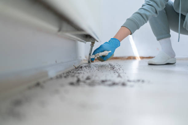 Best Ant Control Services  in Gig Harbor, WA